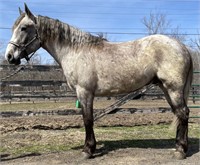 3 YEAR OLD CROSSBRED GELDING*VIDEO