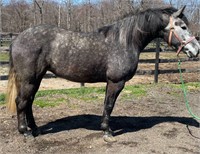 5 YEAR OLD CROSSBRED MARE *VIDEO