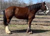 12 YEAR OLD CLYDESDALE MARE