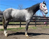4 YEAR OLD GRAY CROSSBRED -VIDEO