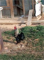 6 Bantam Mix Roosters, Each