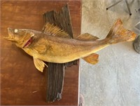 28"Mounted Walleye Fish