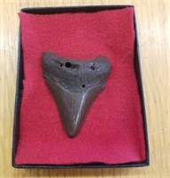 MEGLADON TOOTH FOUND IN WACCAMAW RIVER