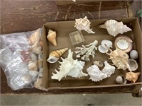 Large lot of shells