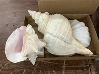 Large sea shells