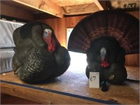 (2) Turkey Decoys