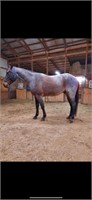 TWISTER 4 YEAR OLD AQHA REGISTERED BAY ROAN