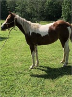 APHA 3 YEAR OLD FILLY*VIDEO*