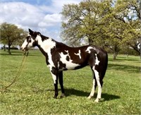 12 YEAR OLD PAINT MARE