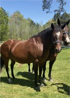 10 and 11 YEAR OLD BAY QH MARES