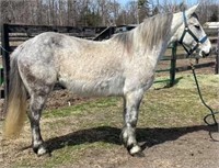 7 YEAR OLD PONY MARE- VIDEO