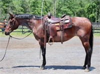 12 YEAR OLD BAY ROAN QH MARE-VIDEO