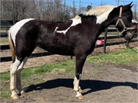 5 YEAR OLD BLACK/WHITE PAINT MARE