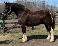 12 YEAR OLD SPOTTED DRAFT GELDING