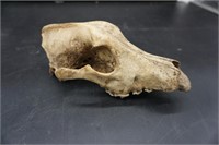 Animal Skull