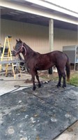 3 YEAR OLD CROSSBRED FILLY