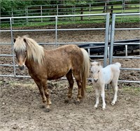 10 YEAR OLD PONY MARE W/ COLT