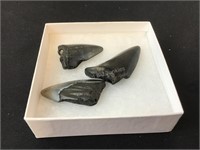 Three Pieces of Fossil Shark Teeth