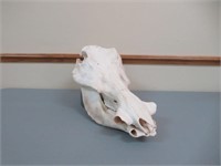 Boar Skull / Crâne de sanglier