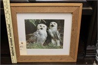 Framed owl art