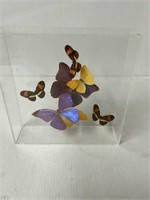PURINGTON 93 BUTTERFLY SHADOW BOX ABOUT 10 X 10