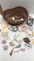 LARGE LOT OF DIFFERENT STYLE AND SIZE SEASHELLS
