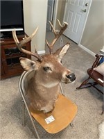 9-point White Tail Deer Mount