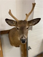 Cryptorchid Buck / Deer Head