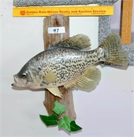 Piece of Taxidermy - Crappie