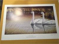 Illinois Duck Print, Serenity By Anthony J Padgett