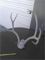 4 point sun bleach deer antlers