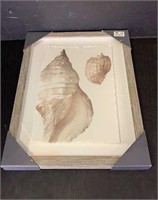 Seashell Framed Picture