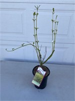 Yellow twig dogwood 1 gallon. About 20 inches