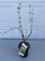 1 gallon yellow twig dogwood. About 20 inches