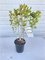 Golden Vicary  privet. In a 1 gallon pot. About