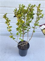 Golden Vickery privet. About 20 inches tall