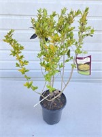 Golden Vickery privet about 20 inches tall