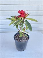 Read rhododendron just starting to bloom. About