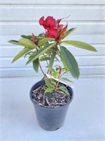Red rhododendron about 15 inches tall
