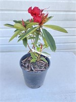 Red rhododendron. About 15 inches tall