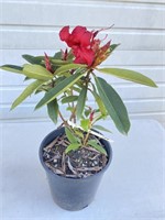 Red rhododendron. About 15 inches tall