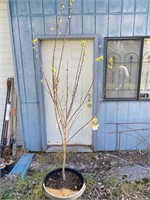 Tilton Apricot. About 8 feet tall and a very big
