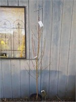 Frost Peach    6 ft tall