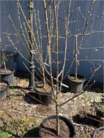 Apricot potted 7 foot tree
