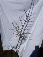 Cornelian Cherry Dogwood 5.5 foot