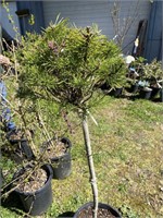 Mungo  Pine Four foot planted