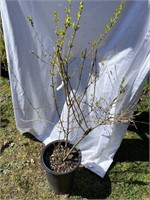 Forsythias  four foot potted