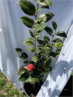 Camellia 4 foot tall    huge blossoms