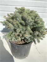 Globe blue spruce about 16 inches tall.