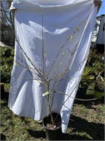 Weeping Forsythia - 5 foot tall